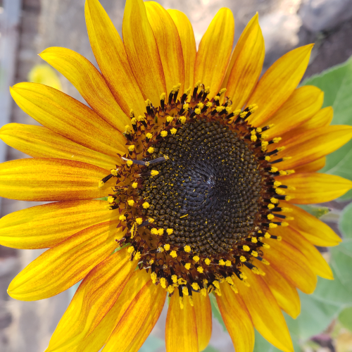 4 Sunflower.jpg